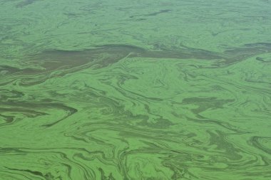 Rezervuarın kirli suyundan yeşil arkaplan