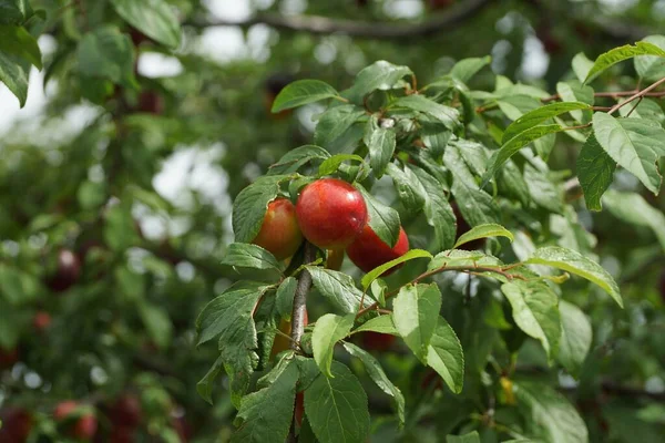 Červené Třešňové Švestky Větvi Stromu Zelenými Listy Letní Zahradě — Stock fotografie