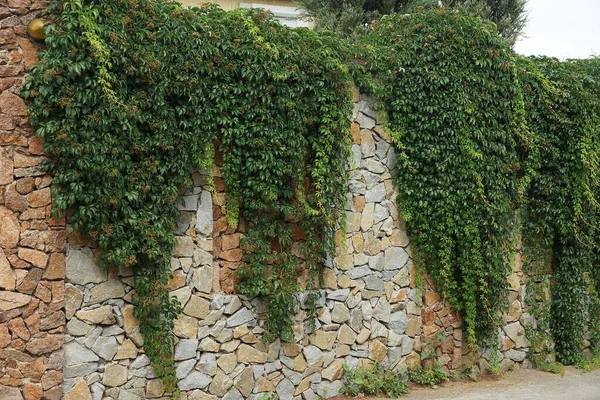 通りに緑の植生が生い茂る石灰色の茶色のフェンスの壁 — ストック写真