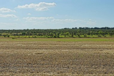 Mavi gökyüzüne ve yeşil bitkilere karşı kuru gri biçilmiş çimlerin olduğu bir tarlanın parçası.