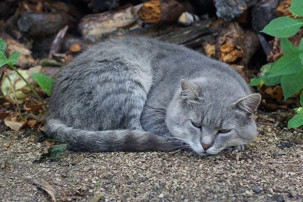 Jeden Duży Szary Kot Leżący Ziemi Zielona Trawa Ulicy — Zdjęcie stockowe