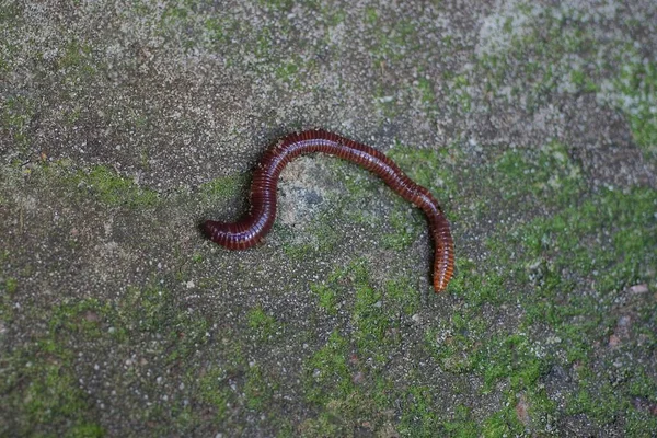 Een Rode Worm Ligt Een Grijze Groene Steen Straat — Stockfoto