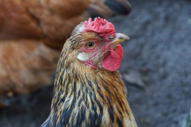 Kırmızı taraklı, kahverengi tüylü ve gri arka planda siyah tüylü tavuk kafası.