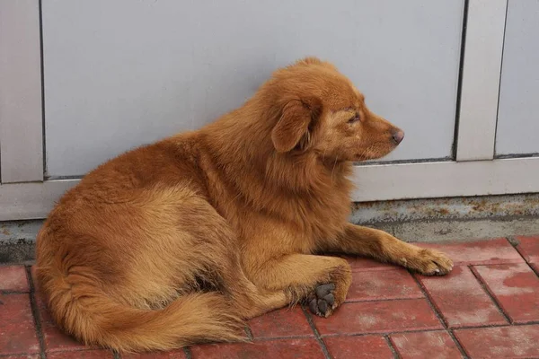 Perro Rojo Grande Miente Una Acera Mojada Cerca Una Pared —  Fotos de Stock