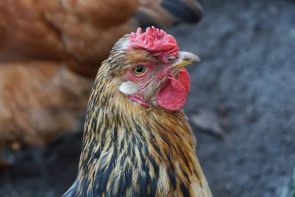 Kırmızı taraklı, kahverengi tüylü ve gri arka planda siyah tüylü tavuk kafası.