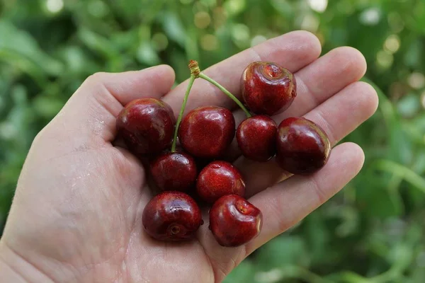 Paume Ouverte Aux Cerises Mûres Rouges Sur Fond Vert — Photo