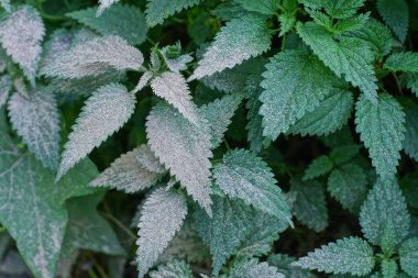 Gri küldeki yeşil ısırgan otunun doğal dokusu