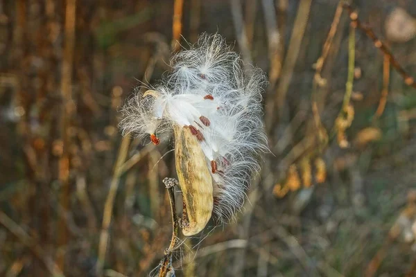 One Dry Brown Bud Wild Plant White Fluff Stem Autumn — Stock Photo, Image