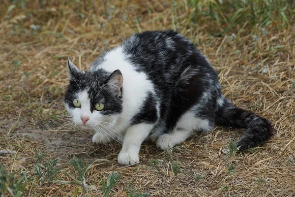 Jeden Duży Cętkowany Kot Domowy Siedzi Podwórku Suchej Trawie — Zdjęcie stockowe