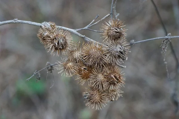 Brotes Secos Marrones Tallo Bardana Silvestre Naturaleza Sobre Fondo Gris — Foto de Stock