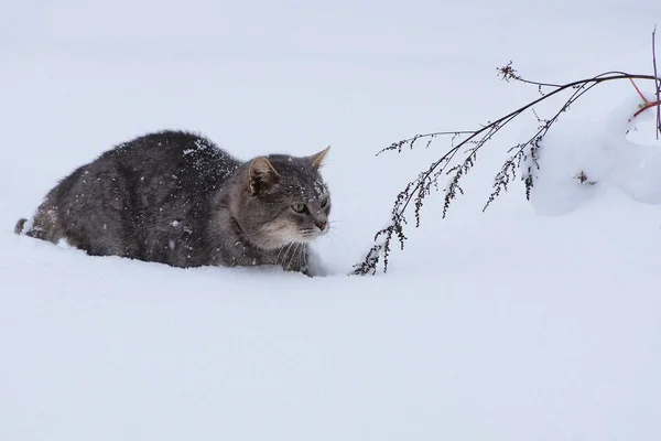Jeden Szary Kot Idzie Przez Biały Śnieg Suchej Rośliny Ulicy — Zdjęcie stockowe
