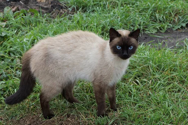 Grand Chat Brun Gris Debout Dans Herbe Verte Dans Rue — Photo