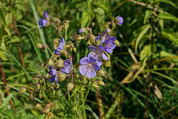 Many Small Blue Wild Flowers Green Vegetation Nature — Stock Photo, Image