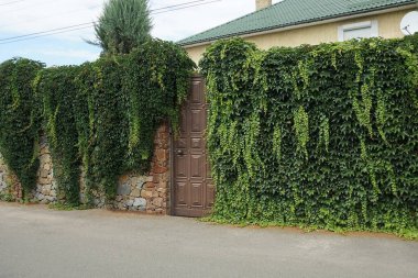 Yeşil bitki örtüsüyle kaplı taş bir çit ve gri asfalt bir yolun kenarında kapalı kahverengi bir kapı.