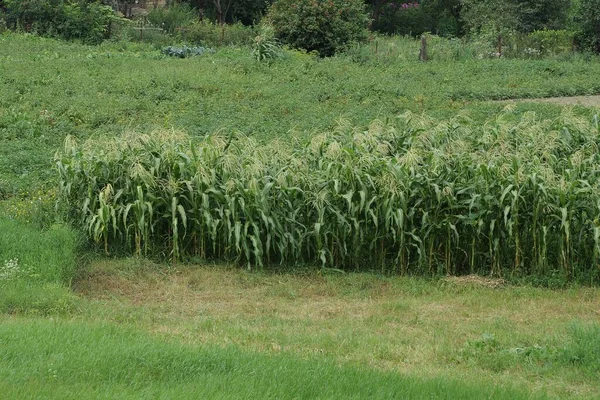 Campo Verão Linhas Milho Verde Grama — Fotografia de Stock