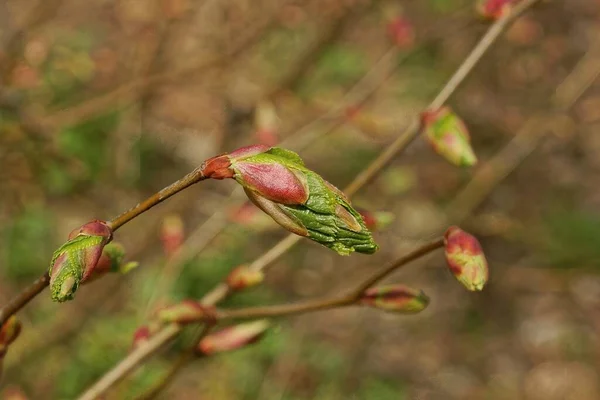 One Large Green Bud Brown Branch Plant Spring Garden — Stock Photo, Image