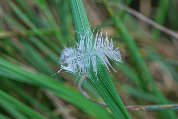 Jedno Małe Białe Pióro Leży Długiej Zielonej Trawie Przyrodzie — Zdjęcie stockowe