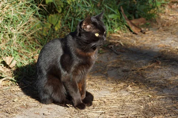 커다란 아름다운 고양이 마리가 길가의 — 스톡 사진