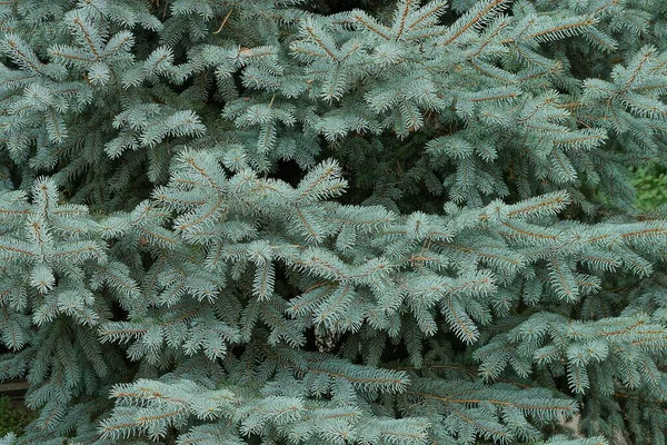 Ağaçtaki Mavi Yeşil Kozalaklı Dalların Doğal Bitki Dokusu — Stok fotoğraf