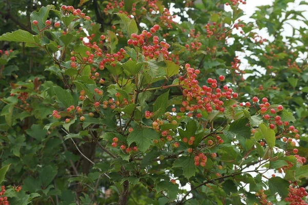 Многие Красных Ягод Viburnum Ветвях Зелеными Листьями — стоковое фото