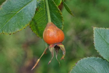Yeşil yapraklı bir dalda büyük kırmızı bir gül.