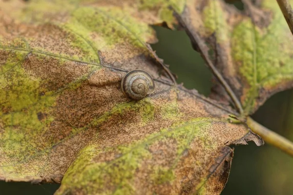 One Small Gray Snail Sits Dry Colored Vine Leaf Autumn — Stock Photo, Image