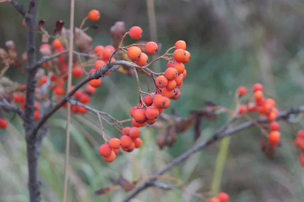 Червоні Стиглі Ягоди Суниці Сірій Гілці Кущової Рослини Осінньому Саду — стокове фото
