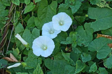 Doğada yaz bitkilerinde yeşiller arasında üç beyaz çan çiçeği