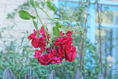 Çalının yeşil bir dalında kırmızı gül çiçekleri. Sokakta gri beton bir duvarın yanında yapraklar var.