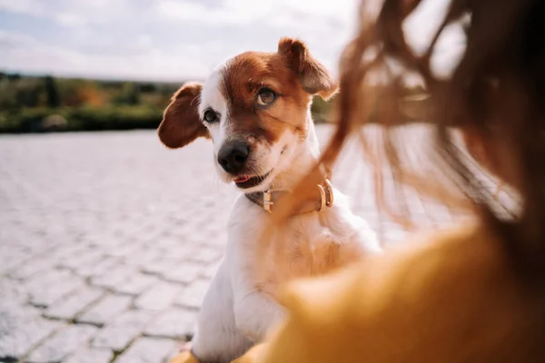 Güzel Küçük Bir Köpek Sahibine Yakından Bakıyor Madrid Deki Parkta — Stok fotoğraf