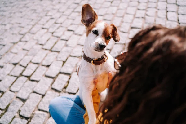 Een Prachtig Hondje Dat Eigenaar Nauwlettend Aankijkt Vermaken Zich Een — Stockfoto