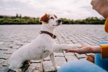Pençesini uzatırken sahibine bakan güzel bir köpek. Madrid 'de bir parkta günün tadını çıkarıyorlar. Evcil hayvanlarla teknoloji yaşam tarzı