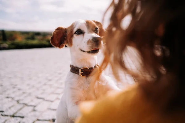 Een Prachtig Hondje Dat Eigenaar Nauwlettend Aankijkt Vermaken Zich Een — Stockfoto