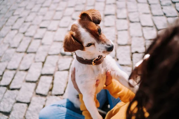 Een Prachtig Hondje Dat Eigenaar Nauwlettend Aankijkt Vermaken Zich Een — Stockfoto