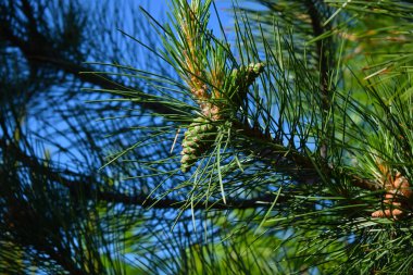 çam ağacında yeşil yumru