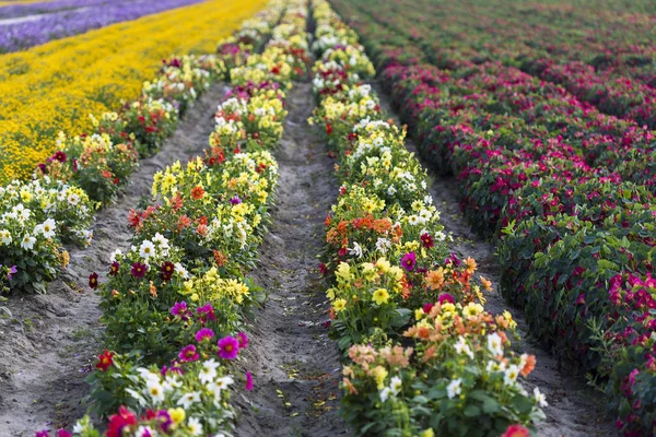 Seasonal flowers farming Royalty Free Stock Images