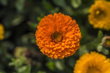 Bahçe Mevsimlik çiçekler