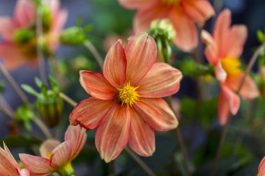 Bahçe Mevsimlik çiçekler