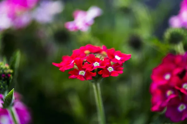 Сезонні квіти в саду — стокове фото