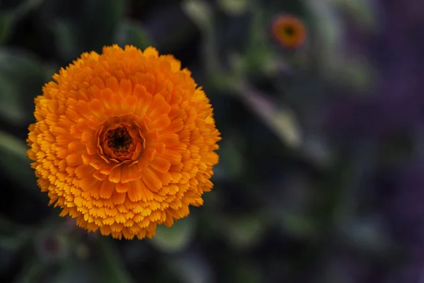 Сезонні квіти в саду — стокове фото