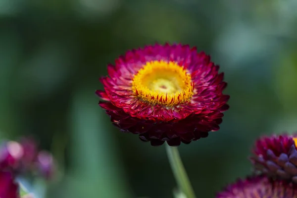 Seasonal flowers in garden — Stock Photo, Image