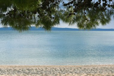 doğrusal manzara - çam dalları, güzel deniz suyu ve plaj. Metin için yer. Doğal arka plan