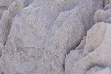 Fosiller ile doğal gri taş dokusu. Adriyatik Denizi'ndeki Kaya