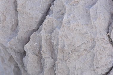 Fosiller ile doğal gri taş dokusu. Adriyatik Denizi'ndeki Kaya