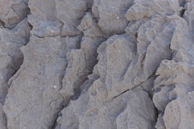 Fosiller ile doğal gri taş dokusu. Adriyatik Denizi'ndeki Kaya