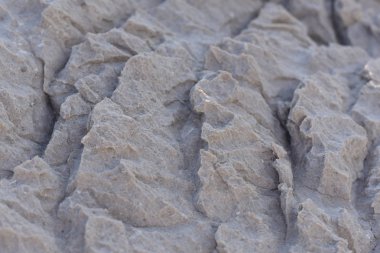 Fosiller ile doğal gri taş dokusu. Adriyatik Denizi'ndeki Kaya