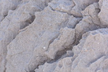 Fosiller ile doğal gri taş dokusu. Adriyatik Denizi'ndeki Kaya