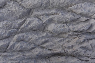 Fosiller ile doğal gri taş dokusu. Adriyatik Denizi'ndeki Kaya