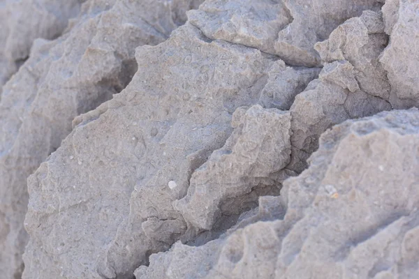 Fosiller ile doğal gri taş dokusu. Adriyatik Denizi'ndeki Kaya