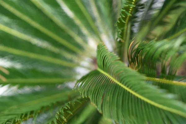 Groene Bladeren Van Een Jonge Palmboom Natuur Achtergrond Concept Ruimte — Stockfoto